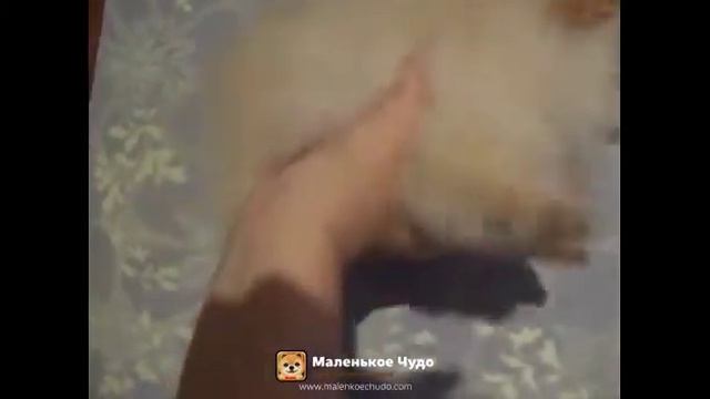 12348 Шпиц померанский девочка смотреть онлайн