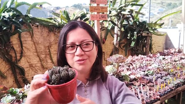 #CANTE tudo SOBRE essa #echeveria + desabafo🥹 смотреть онлайн