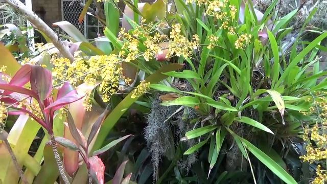 Как Онцидиум Растет На Дереве. Уход. Oncidium On Tree. Oncidium sphacelatum. смотреть онлайн