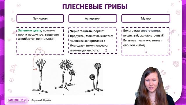 ЦАРСТВО ГРИБЫ смотреть онлайн