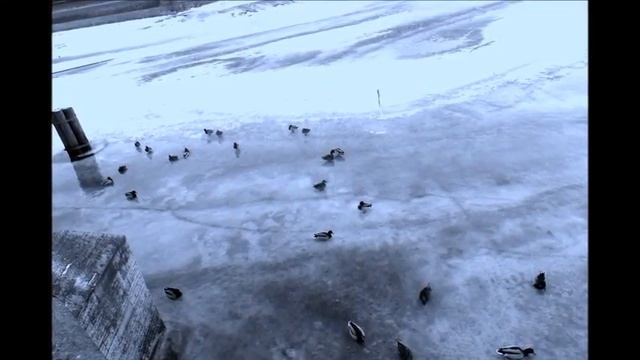 Виталий Псарев - МАГИЧЕСКИЙ ГОРОД (Владимир Марковский-Марина Ермошкина) смотреть онлайн