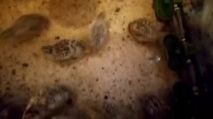 Содержание перепелов на опилках. Корм для  перепелов. #папанадаче