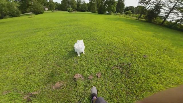 HoverAir X1 - Can It Track Dogs?