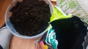 Правильная посадка Гардении