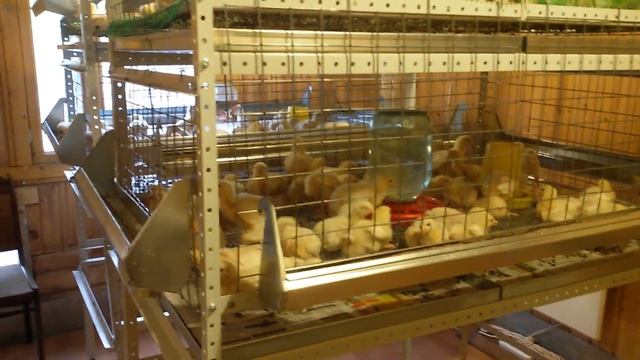 Выращивание бройлеров КОББ-500 без антибиотиков. День девятый смотреть онлайн