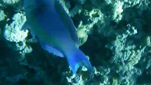 Рыба-попугай в Красном море смотреть онлайн