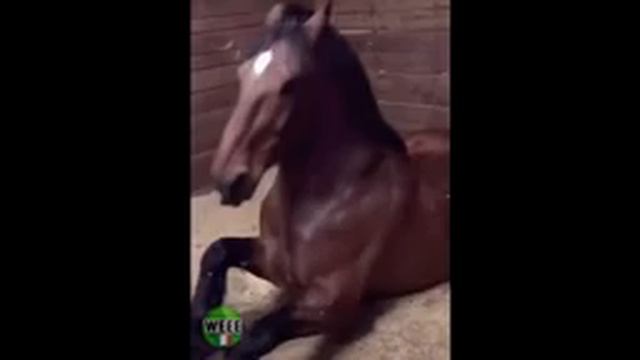 Топ 5 Лошадей смотреть онлайн