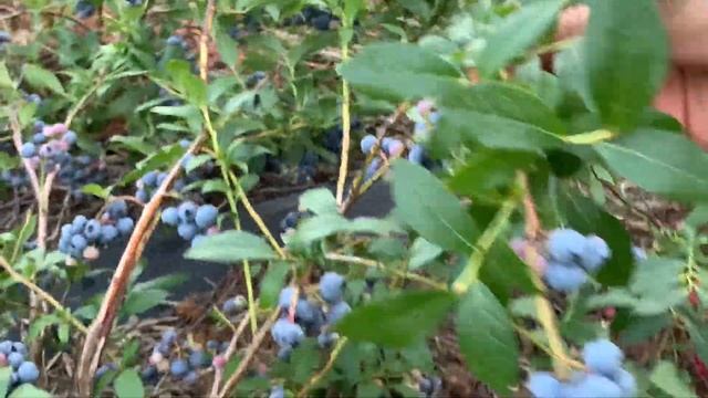 ЖИЗНЬ в ГЛУХОЙ ДЕРЕВНЕ. БЕЛАРУСЬ ГОЛУБИКА ОБЗОР сорт ПАТРИОТ смотреть онлайн