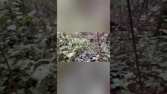 Зашел в лес и ОБАЛДЕЛ. Много БЕЛЫХ, БЕЛЫЕ ГРУЗДИ, ЛИСИЧКИ, ОПЯТА, МАСЛЯТА смотреть онлайн