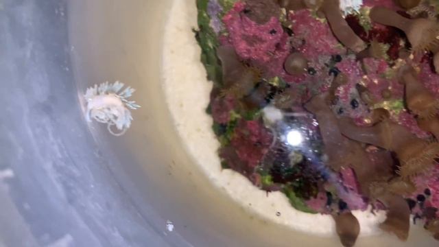 #4 Кладка Бергии | Макро съёмка