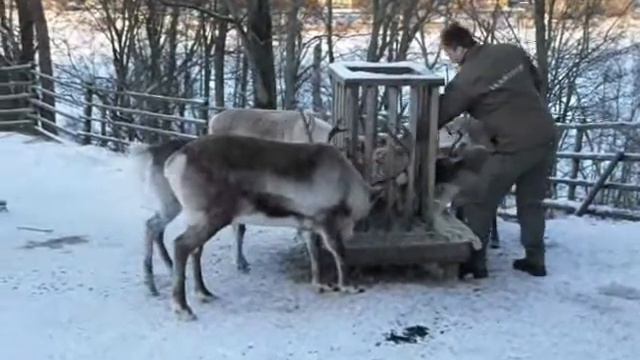 Cеверный олень смотреть онлайн