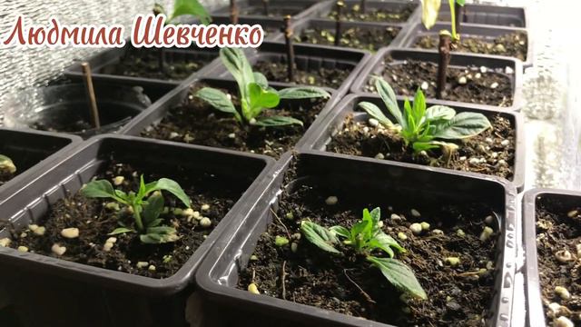 Не черенкуйте рано гортензии в домашних условиях. Я нашла способ передержки черенков, дома. смотреть онлайн