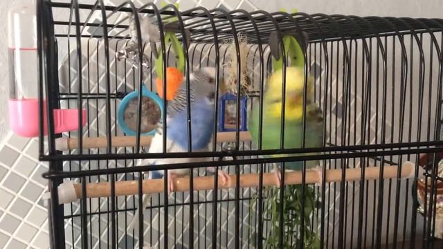 Самец волнистого попугая ухаживает за самкой. ЛЮБОВЬ у волнистых попугаев? смотреть онлайн