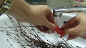 Как сделать погрызушки для попугаев из молодых веточек? ПРИВЕТЫ ОТ ЧИКИ! 💝