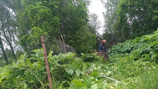 Stihl 450 против борщевика смотреть онлайн