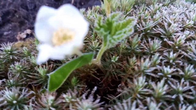 МОРОШКА ЯГОДА.ФОТО САЖЕНЦА Сорт Нюбю НА МОРОЗЕ! смотреть онлайн