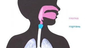 12. Дыхательная система . Окружающий мир - 3 класс