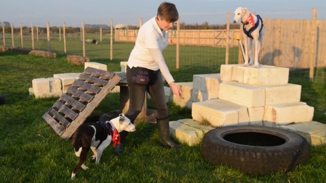 Parkour lessons for dogs смотреть онлайн
