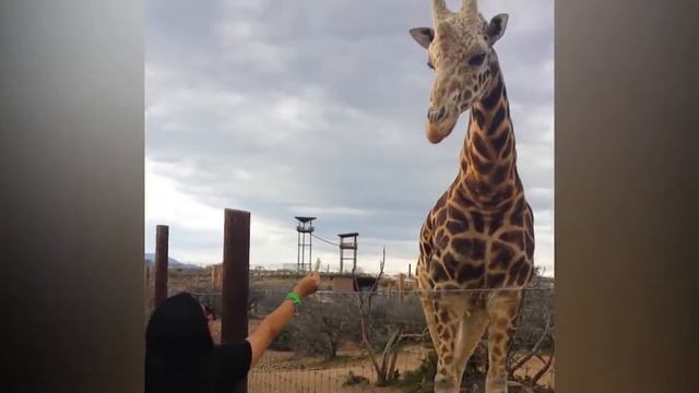 Когда Вы Впервые Идете На Рыбалку|смешные и прикольные видео 😅😂|2020| смотреть онлайн