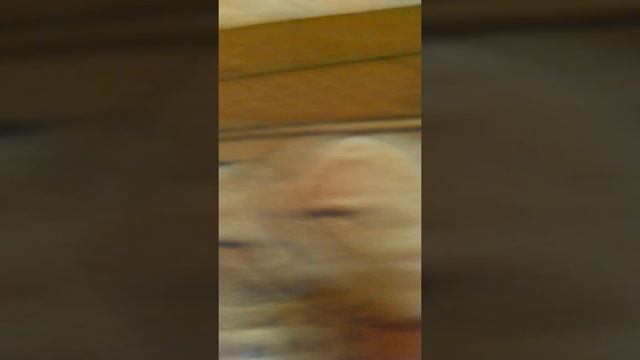 Как определить пол и возраст черепахи смотреть онлайн