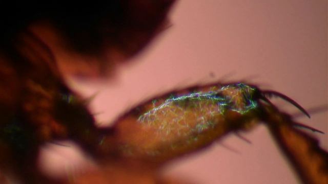ZOOM 1000X : KUTU LONCAT PADA KUCING, Ctenocephalides Felis Under Microscope #microscope #zoom1000x
