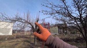 ? ОБРЕЗКА плодовых деревьев весной, летом и осенью. САНИТАРНАЯ (регулярная) обрезка садовых деревье