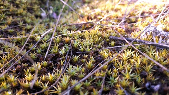 НЕВЕРОЯТНЫЕ МХИ И ЛИШАЙНИКИ... смотреть онлайн