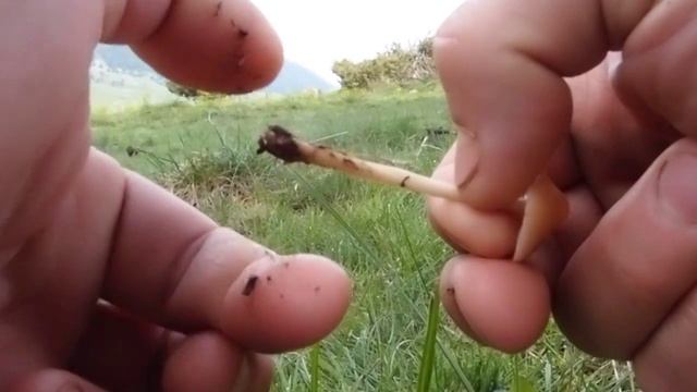 com saber si és carrereta (marasmius oreades) смотреть онлайн