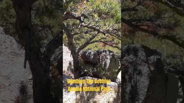 Climbing the "Beehive" at #Acadia National Park смотреть онлайн