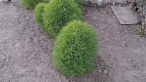 Что За Растение Кохия? Необычные свойства