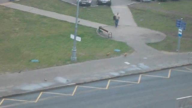 Прилетели желтые утки смотреть онлайн