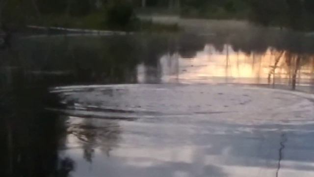 Тренируем бобра на чёткий хлопок ;))) смотреть онлайн