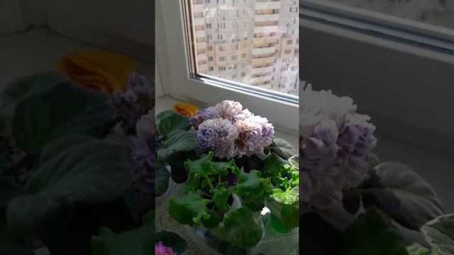 Фиалки на балконе смотреть онлайн
