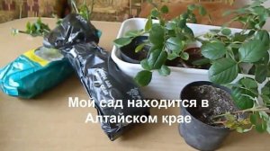 Английские розы в Сибири. Новые приобретения