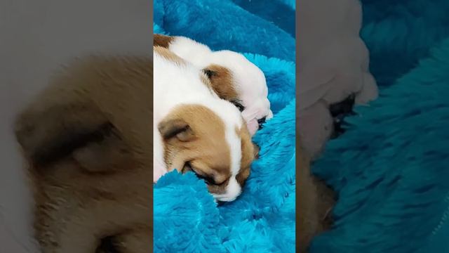 Бульдоги английские, родились 1 октября смотреть онлайн