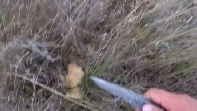 Синеножка или лиловоногая рядовка начинается, сбор грибов 2023, а степная вешенка не заканчивается смотреть онлайн