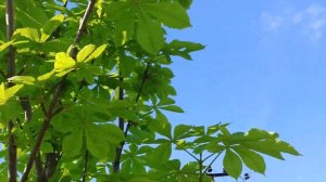 Впервые зацвел конский каштан