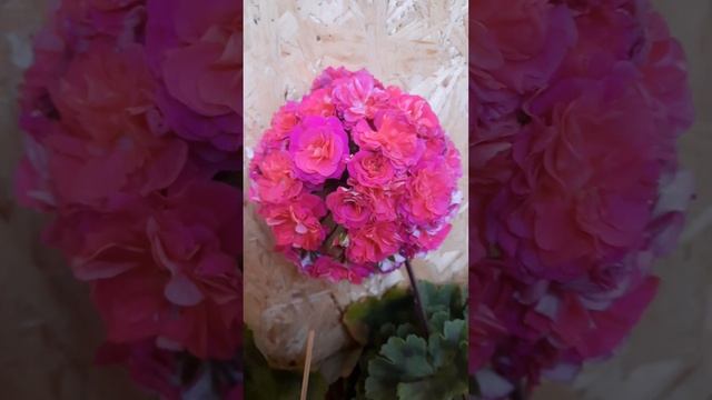 Шикарная пеларгония ЮВ-Византия!!! смотреть онлайн