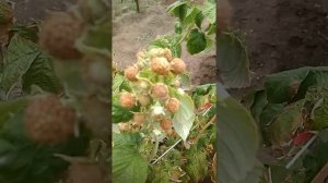 Ремонтантная малина Изобильная Казакова.