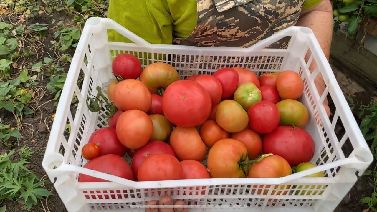 Самые вкусные и урожайные гибриды томата для своего огорода. смотреть онлайн