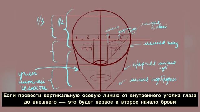 #какнарисоватьлицо #портрет #howtodrawface Строение лица/как нарисовать лицо человека/портрет прост