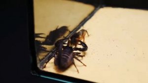 Скорпион VS Медведки.Видео исключительно в познавательных целях!!!(Видео с канала "MAD SCIENCE")