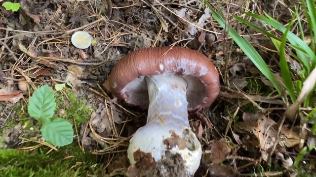 Cortinarius Praestans (Паутинник превосходный), October 16, 2021