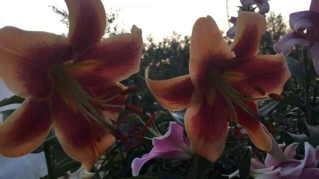 Лилия Debby(Lily Debby)