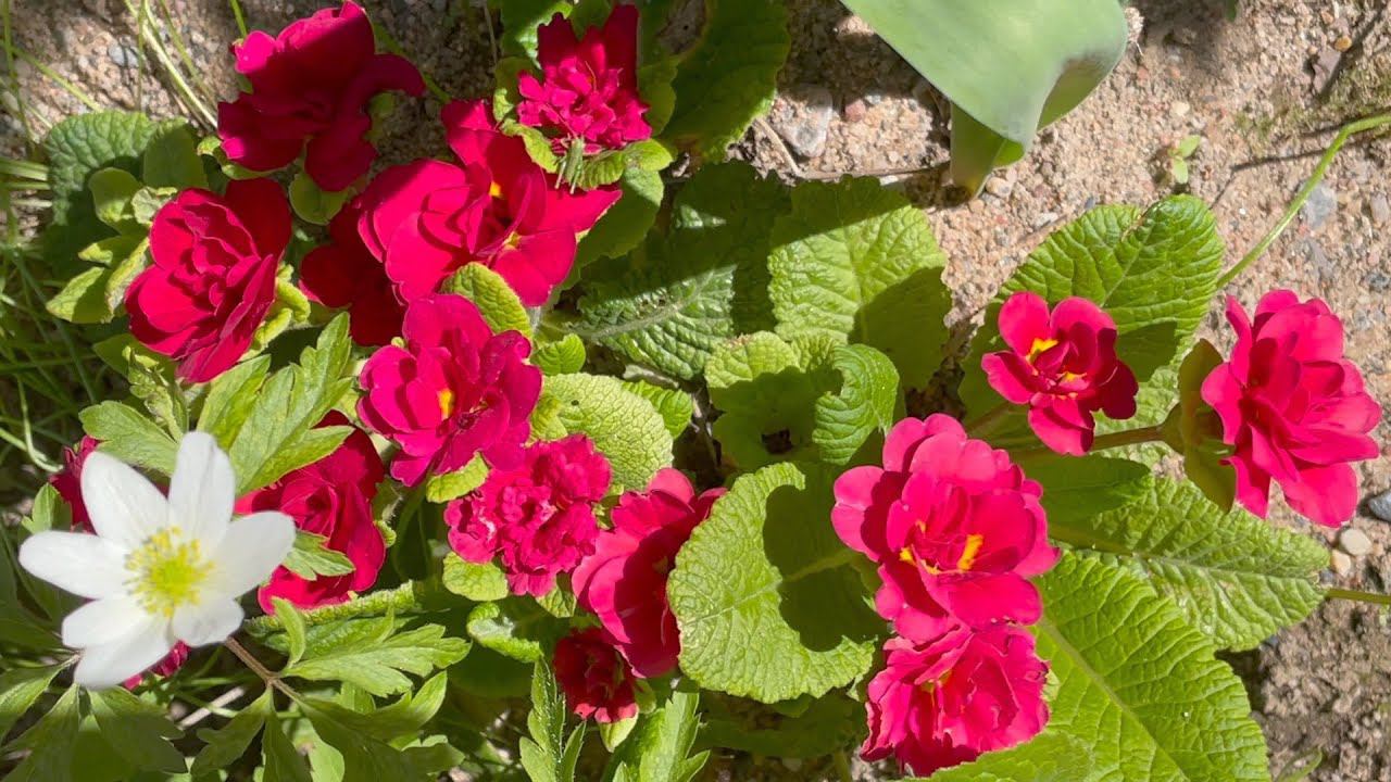 Май в Саду 18 мая 2024