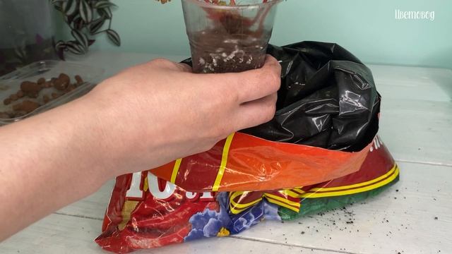 Пересадка хойи, калатеи и бегонии. Три задачи-три решения. смотреть онлайн