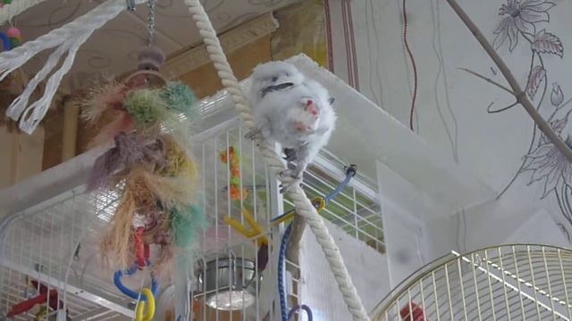 Свободу попугаю смотреть онлайн