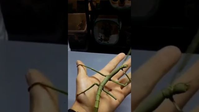 Гигантский палочник смотреть онлайн
