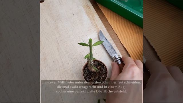 Lophophora williamsii Sämlinge auf Pereskiopsis pfropfen смотреть онлайн