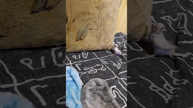 Мама Снежана хочет покормить детей я помогал Томе взял и за маме Снежана и покормила Томе смотреть онлайн